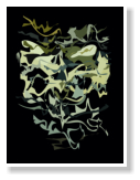 Vector Art by Meikel Klein